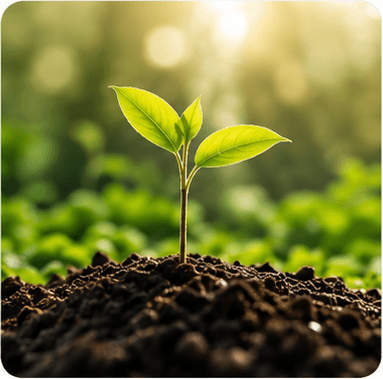 Seedling in soil